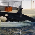 marineland 2005 2340