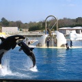 marineland 2005 2346