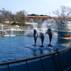 Marineland - Orques