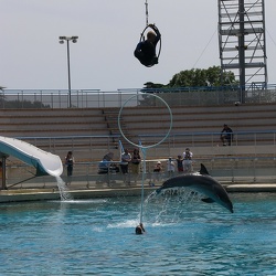 Marineland - Dauphins - repetitions