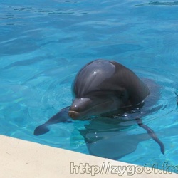 Marineland - Dauphins - Portraits