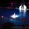 marineland 2005 1334