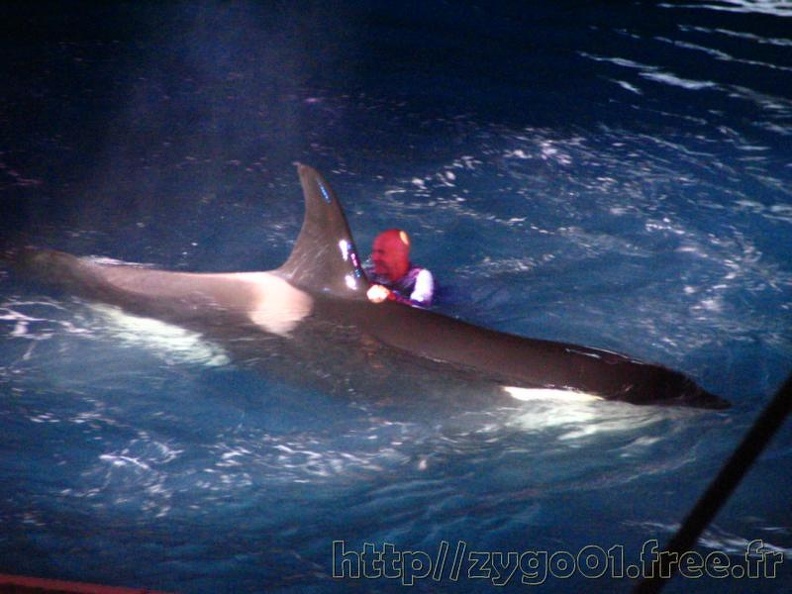 marineland 2005 1335