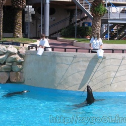 Marineland - Otaries