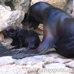 Marineland - Otaries - Bebe - Taz