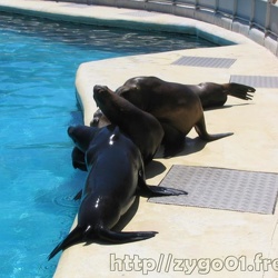 Marineland - Otaries - Patagonie