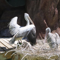 Marineland - Pelicans