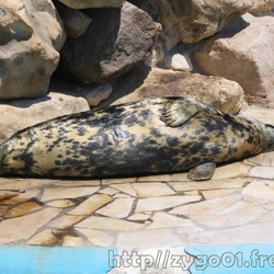 13 - Marineland - Juin 2005 - Les 35 ans du parc