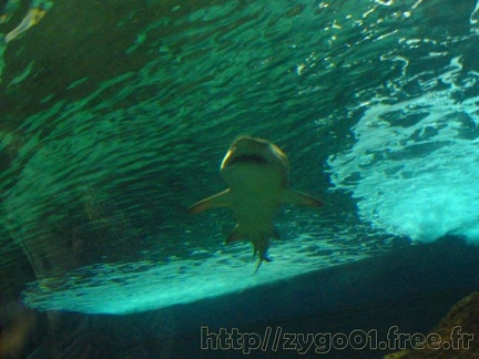 marineland 2005 1254