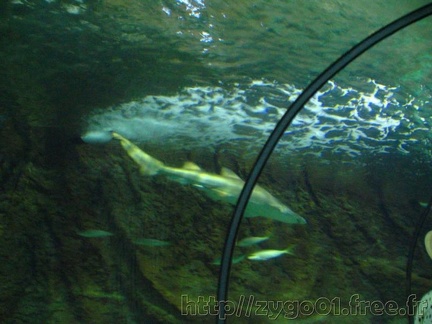 marineland 2005 1255