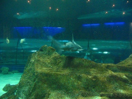 marineland 2005 1258