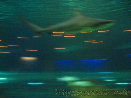 marineland 2005 1259