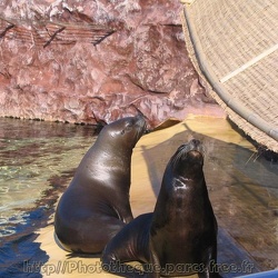 15 - Marineland - 09 Octobre 2005