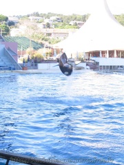 marineland 2005 0006