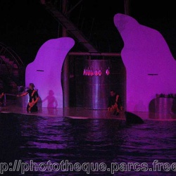 Marineland - Orques - Spectacle - Malediction vaisseau fantome