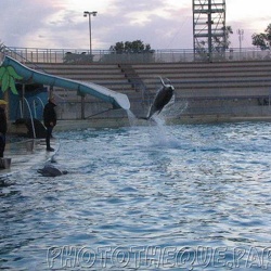 17 - Marineland - 26 Novembre 2005