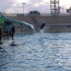 Marineland - Dauphins - Apprentissage