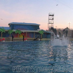 Marineland - Dauphins - Reverences a huit