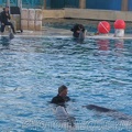 marineland 2005 2178