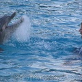 marineland 2005 2181