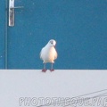 marineland_2005_2230.jpg