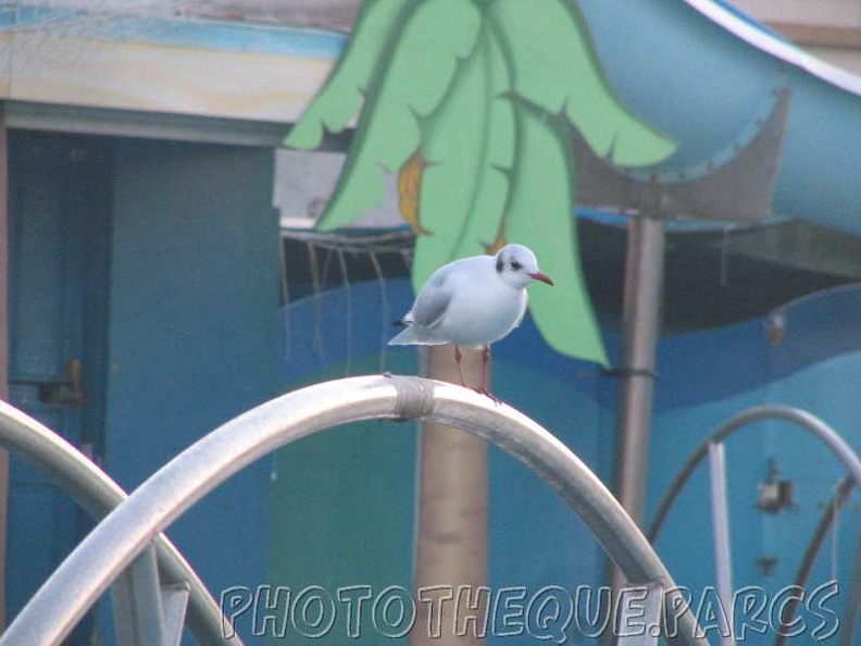 marineland_2005_2231.jpg