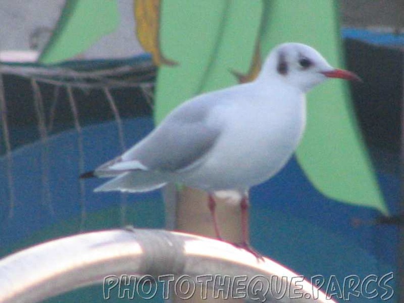 marineland 2005 2232