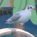 marineland 2005 2232