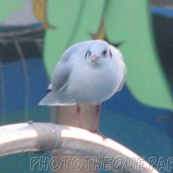 Marineland - Mouettes