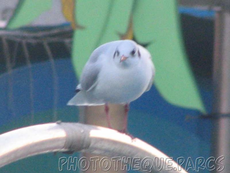 marineland_2005_2233.jpg