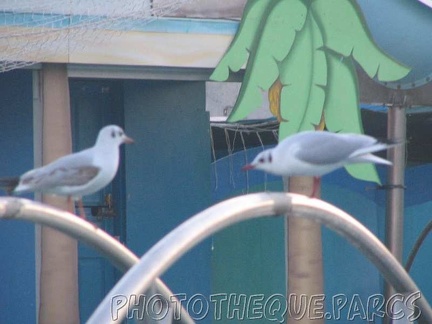 marineland 2005 2234