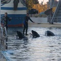 marineland 2005 2082