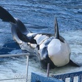 marineland 2005 2085