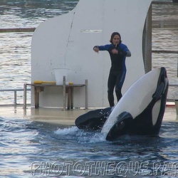 Marineland - Orques - Apprentissage