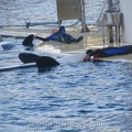 marineland_2005_2056.jpg