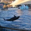 marineland 2005 2065