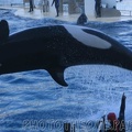 marineland 2005 2067