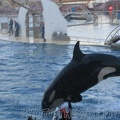 marineland 2005 2070