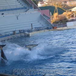 Marineland - Orques - Spectacle