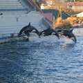 marineland 2005 2072