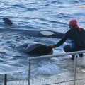 marineland 2005 2077