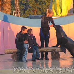 Marineland - Otaries - Inge et falco