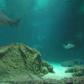 marineland 2005 2044