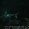 marineland_2005_2051.jpg