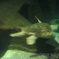 marineland 2005 2038