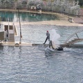 marineland 2005 1923