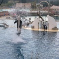 marineland 2005 1925