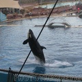 marineland 2005 1926