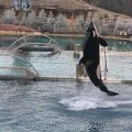 marineland 2005 1930