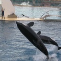 marineland 2005 1931